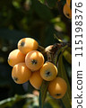 The plump, yellow-orange loquats, which are good for your health, are hanging heavy with fruit and bending their branches. 115198376