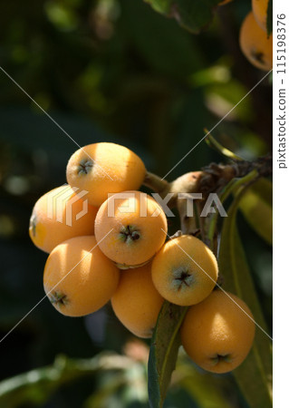 The plump, yellow-orange loquats, which are good for your health, are hanging heavy with fruit and bending their branches. The plump, yellow-orange loquats, which are good for your health, are hanging heavy with fruit and bending their branches. 115198376