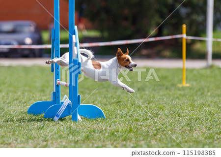 Brown Jack Russel terrier jumping over the hurdle on its course in dog agility Brown Jack Russel terrier jumping over the hurdle on its course in dog agility 115198385