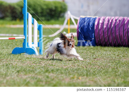 Cute Papillon dog jumping over the hurdle on its course in dog agility event 115198387