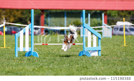 Cute Papillon dog jumping over the hurdle on its course in dog agility event 115198388