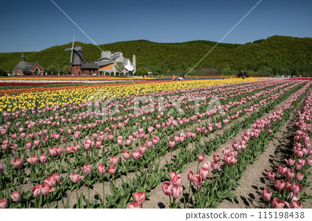 Kamiibetsu Tulip Park 115198438