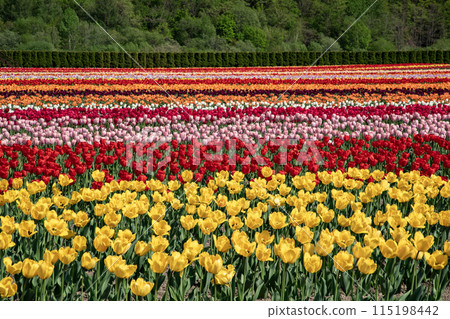 Kamiibetsu Tulip Park 115198442