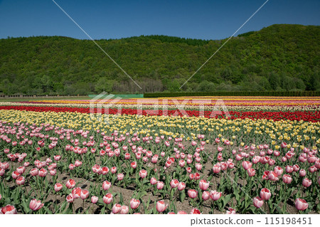 Kamiibetsu鬱金香公園 Kamiibetsu鬱金香公園 115198451
