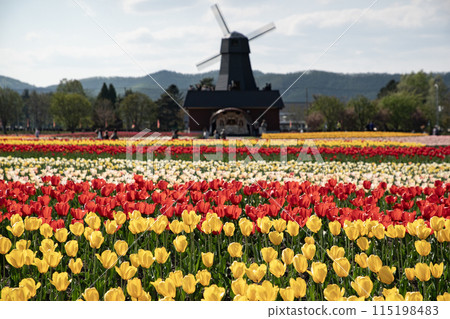 Kamiibetsu Tulip Park 115198483