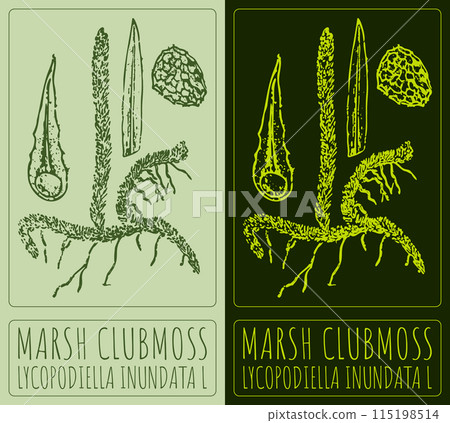 Vector drawing MARSH CLUBMOSS. Hand drawn illustration. The Latin name is LYCOPODIELLA INUNDATA L 115198514