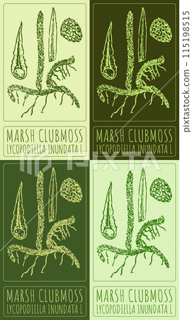 Set of vector drawing MARSH CLUBMOSS in various colors. Hand drawn illustration. The Latin name is LYCOPODIELLA INUNDATA L. 115198515
