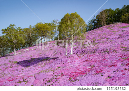 Toigakko Shiba Sakura Park 115198582
