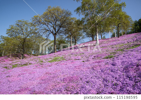 Toigakko Shiba櫻花公園 115198595