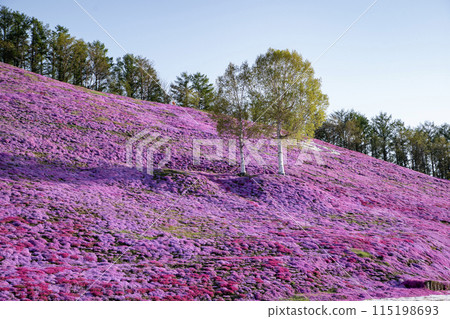 Toigakko Shiba櫻花公園 115198693
