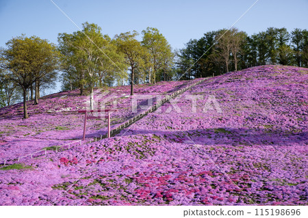 Toigakko Shiba Sakura Park 115198696