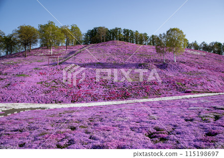 Toigakko Shiba Sakura Park Toigakko Shiba Sakura Park 115198697