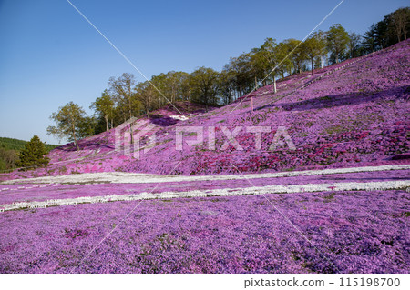 Toigakko Shiba櫻花公園 115198700