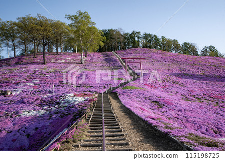 Toigakko Shiba櫻花公園 115198725