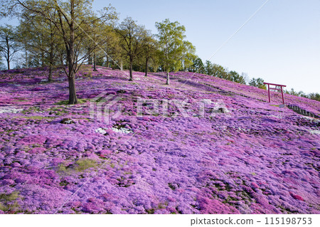 Toigakko Shiba Sakura Park 115198753