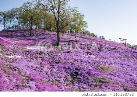 Toigakko Shiba櫻花公園 115198758
