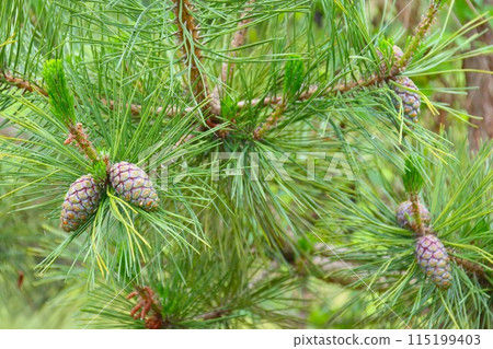 Pine nuts growing in the woods of Moroyama Town Pine nuts growing in the woods of Moroyama Town 115199403