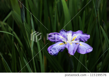 鳶尾花綻放出多種色彩,不斷撫慰著人們的心靈。 鳶尾花綻放出多種色彩,不斷撫慰著人們的心靈。 115199576
