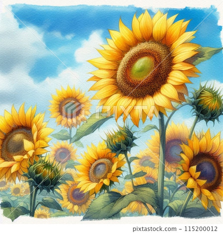 A big sunflower in a sunflower field 115200012