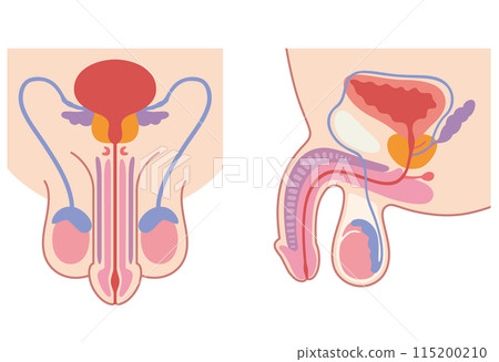 Male reproductive system structure Medical Male reproductive system structure Medical 115200210