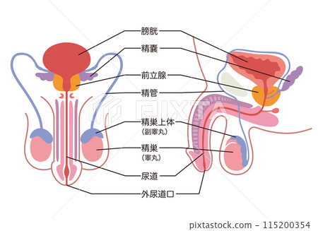 男性生殖器官的結構醫學 115200354
