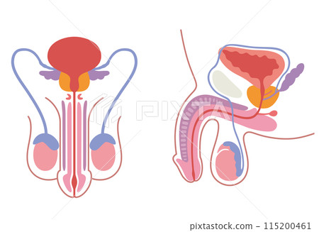 Male reproductive system structure Medical Male reproductive system structure Medical 115200461