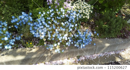Sky blue nemophila and white North Pole flowers Sky blue nemophila and white North Pole flowers 115200627