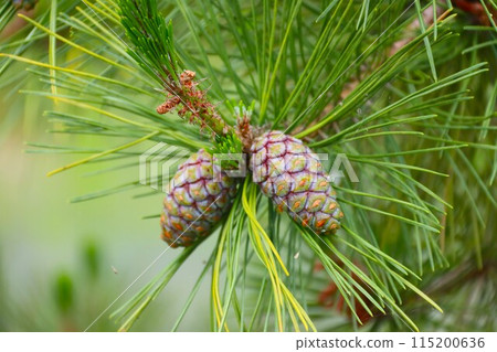 Close-up photo of pine nuts growing in a spring forest Close-up photo of pine nuts growing in a spring forest 115200636