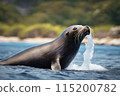 Kissing Sea Lions 115200782