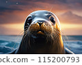 Spotted seal illuminated by the setting sun 115200793