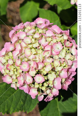 hydrangea hydrangea 115201113