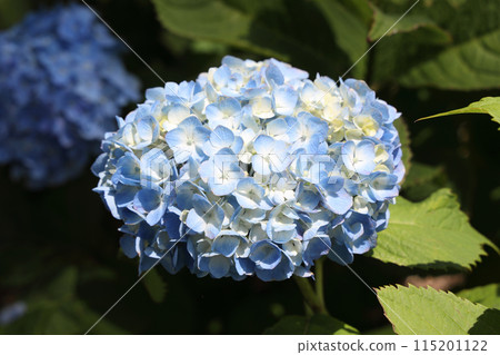  hydrangea 115201122
