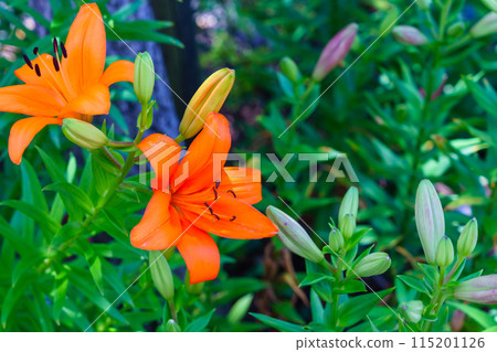June: Lilies 115201126