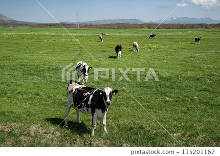 在別海町放牧牛群 115201167