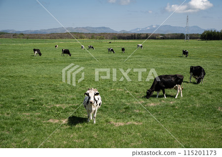 Grazing cattle in Betsukai Town 115201173