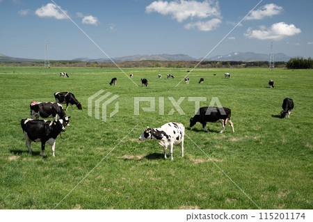 Grazing cattle in Betsukai Town 115201174