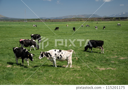 Grazing cattle in Betsukai Town 115201175