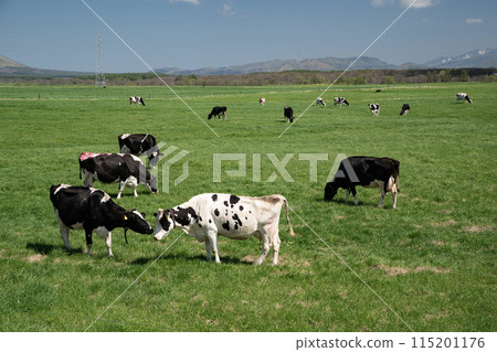 Grazing cattle in Betsukai Town 115201176