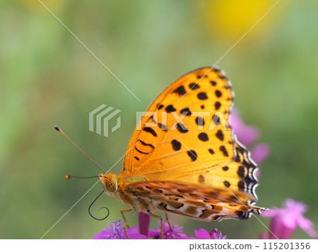 棲息在蝴蝶上的雄性黑斑貝母的特寫 棲息在蝴蝶上的雄性黑斑貝母的特寫 115201356
