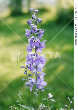 Lilac flower of the New Zealand delphinium in the garden 115201555