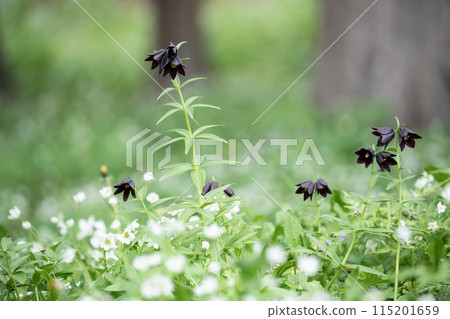 Black lilies in the forest 115201659