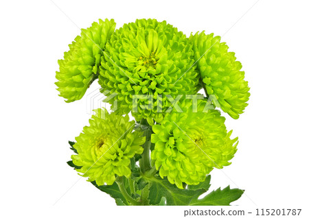 [Chrysanthemum SP Mum Green] (Depth Compositing) 115201787
