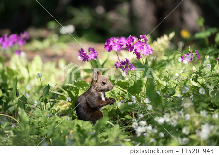 Primroses and Ezoris Primroses and Ezoris 115201943