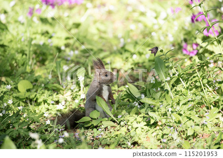 報春花和Ezoris 報春花和Ezoris 115201953