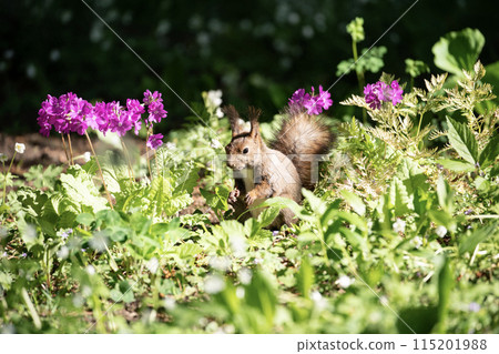 報春花和Ezoris 115201988