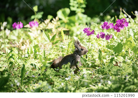 報春花和Ezoris 115201990