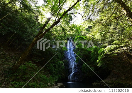 Fresh green moss waterfall 115202016