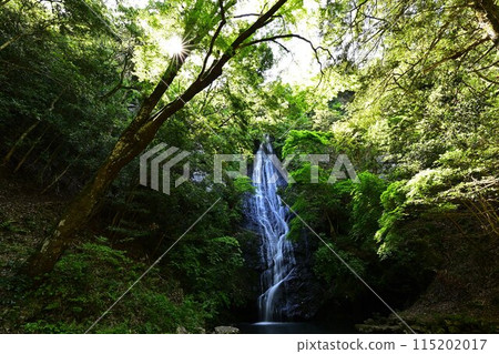 Fresh green moss waterfall 115202017