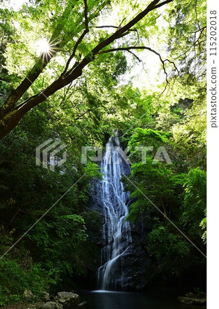 Fresh green moss waterfall 115202018