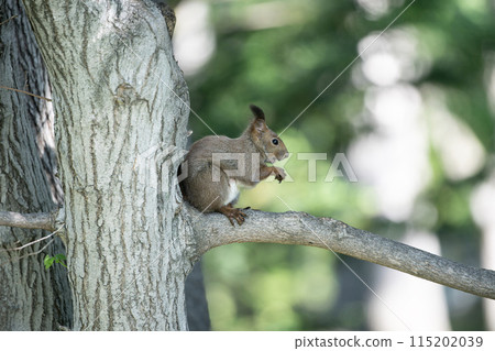 在樹上的Ezolith 115202039